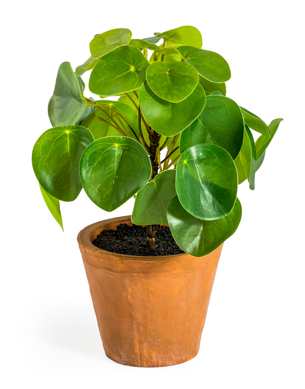 Victoria & Co. Leafy Succulent In Terracotta Pot