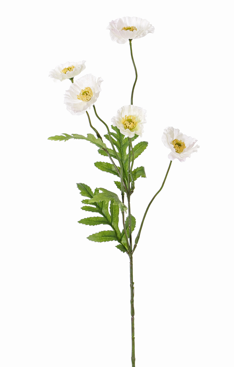 Atlas White Poppy Flower Stem