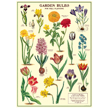 Cavallini & Co Garden Bulbs - Vintage Poster 51 x 71cm