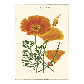 Cavallini & Co California Poppy - Vintage Poster 51 x 71cm