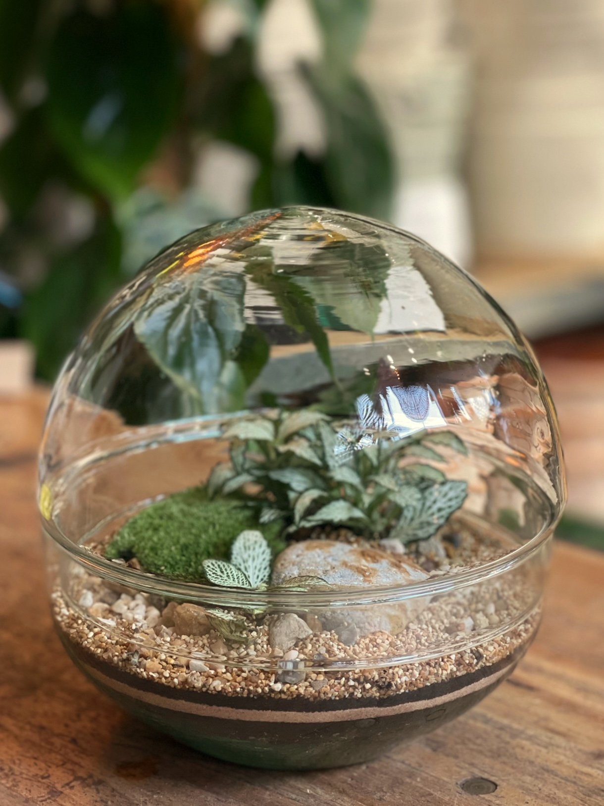 botanicalboysuk Globe S Terrarium Kit