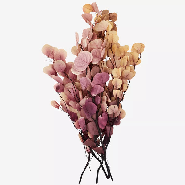 Pink & Cream Dried Eucalyptus Globulus Labill Flowers