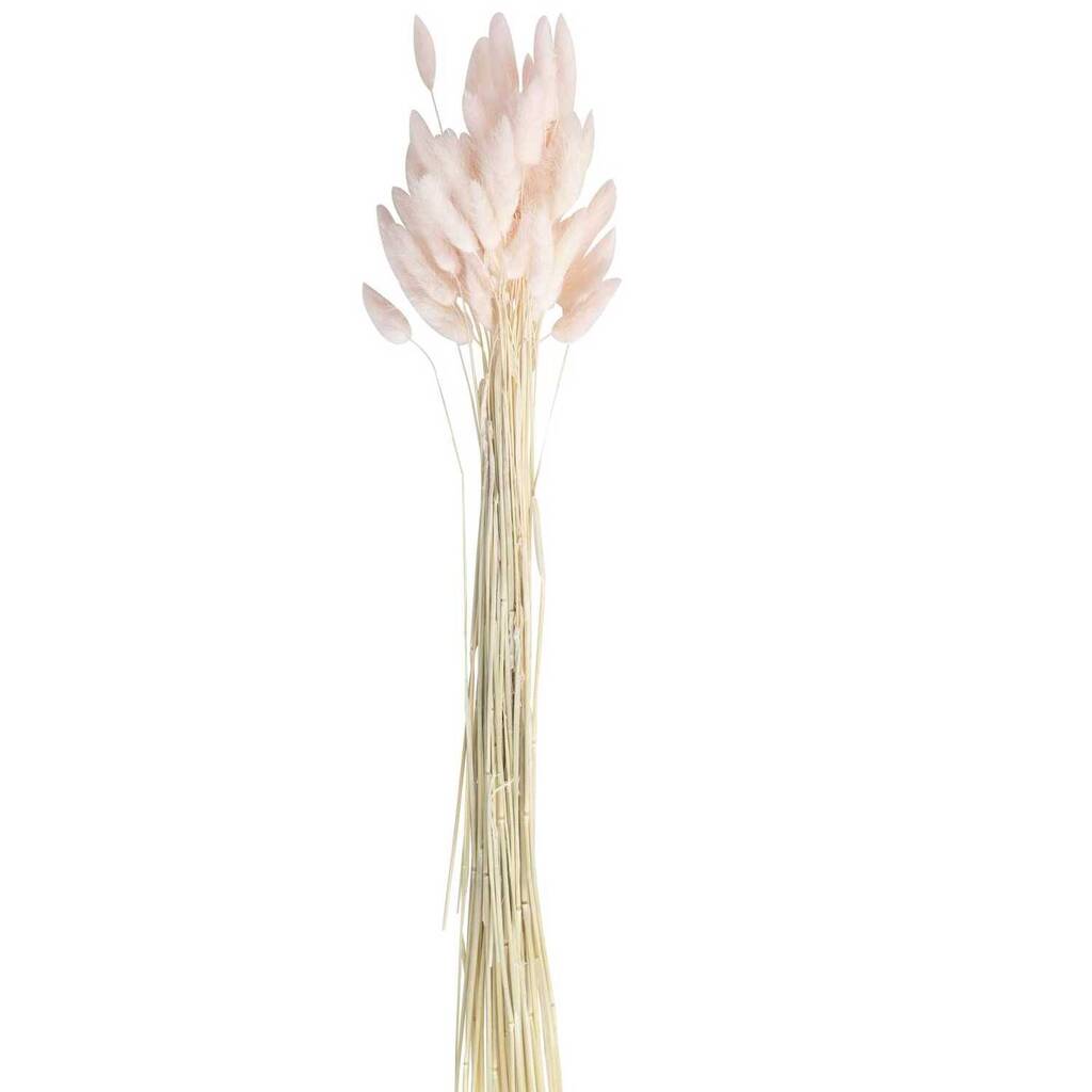 ginger-ray-soft-pink-bunny-tails-dried-grass