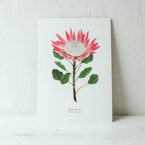 King Protea A4 Print