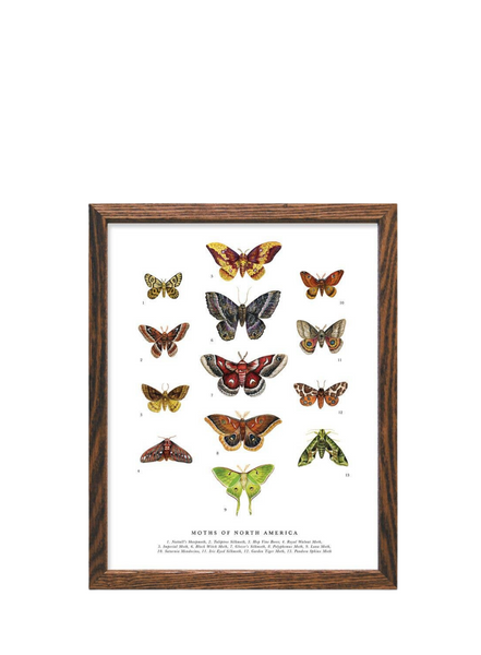 The Wild Wander Moths Of North America Art Print