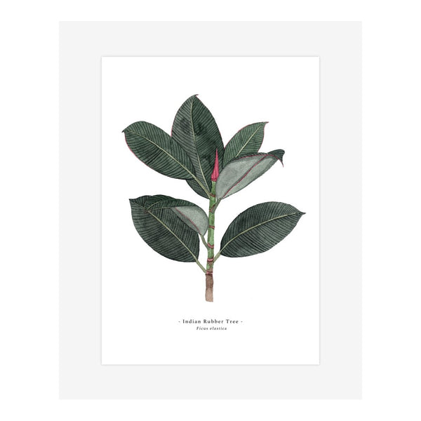 Ficus Elastica A4 Print