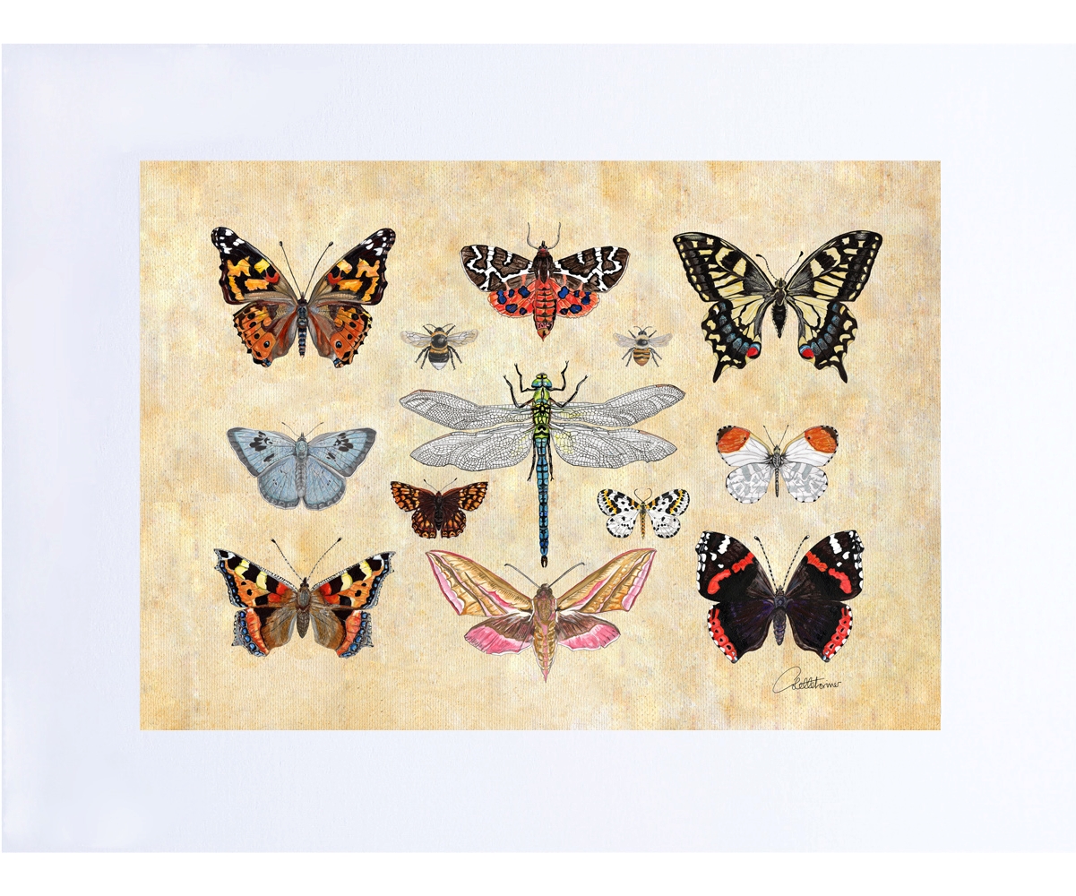 Canvasbutterfly Insect Art Print - Entomology I