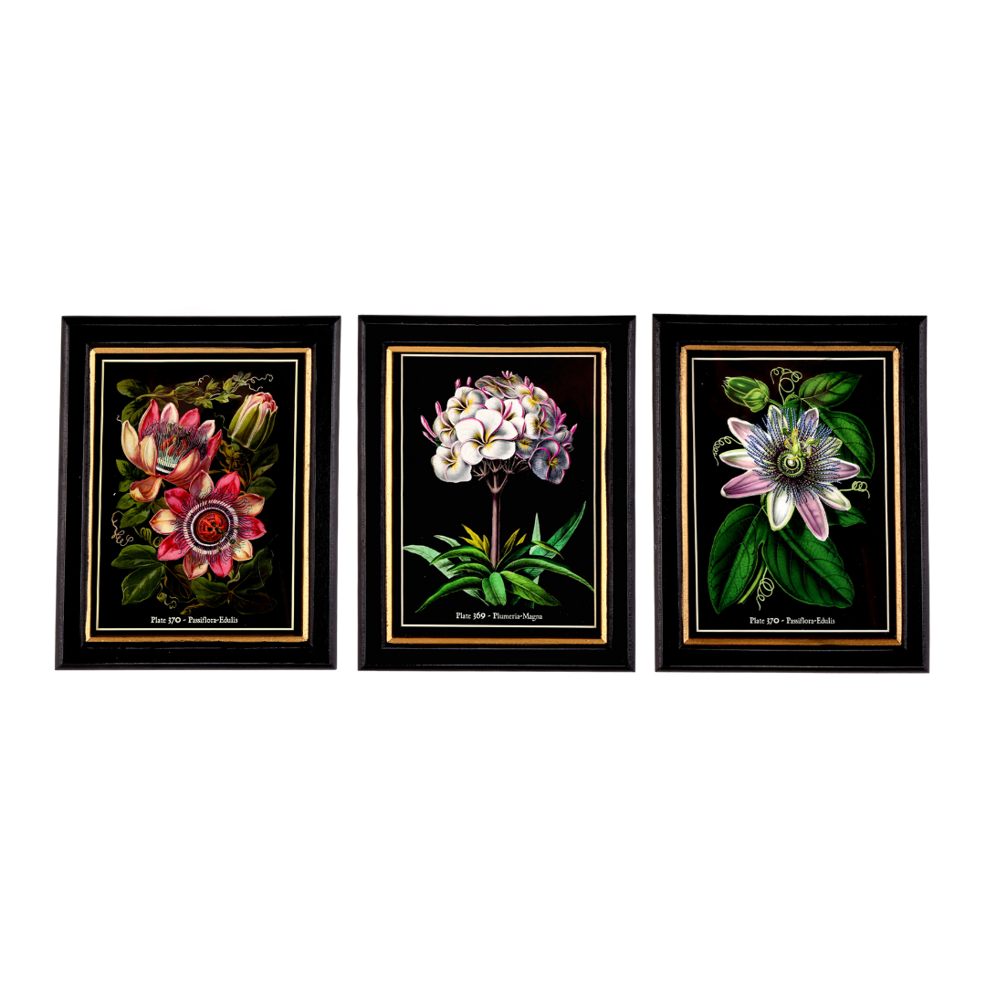 Temerity Jones Luxe Botanical Flower Wall Print Small : Pink Passion Fruit, Plumeria Magna or Purple Passion Fruit