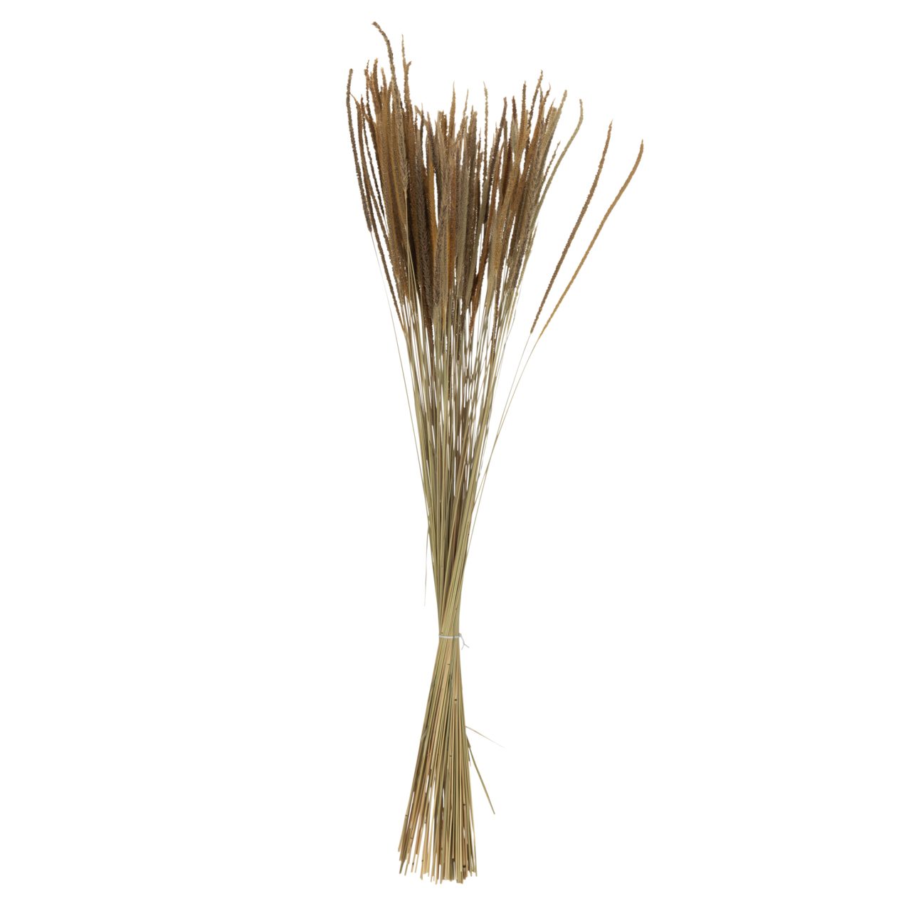 Dried Oriental Natural Fountain Grasses Bundle