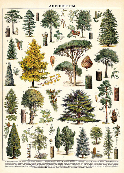 Cavallini & Co Trees Poster