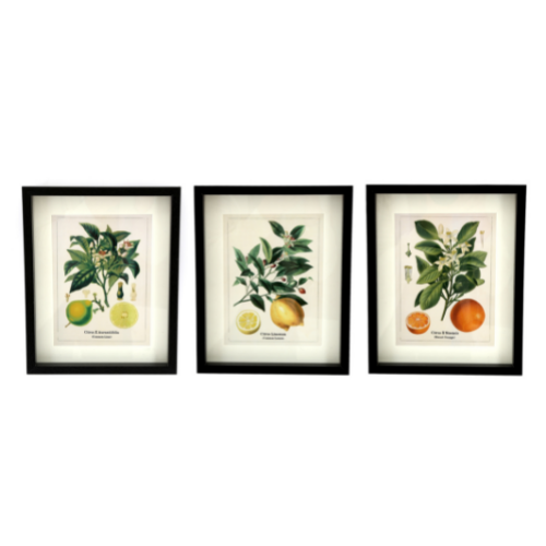 Temerity Jones Botanical Citrus Fruit Framed Art Print : Orange, Lemon or Lime