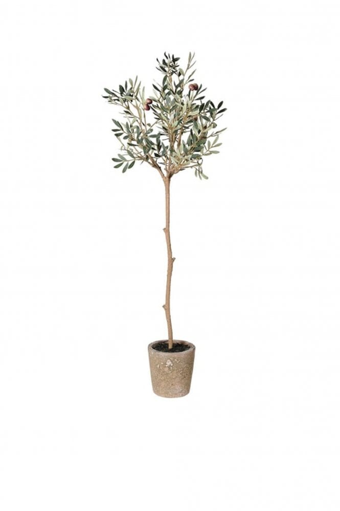 The Home Collection Olive Tree in Garden Pot