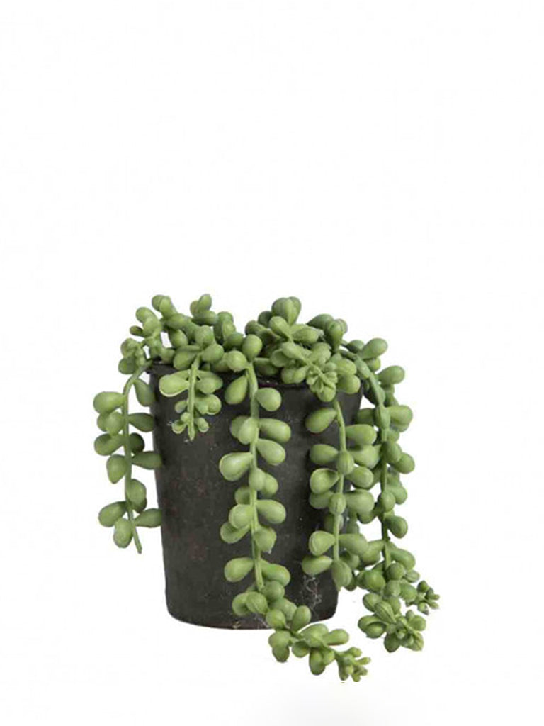 Fiorira' Un Giardino Trailing Succulent In Pot