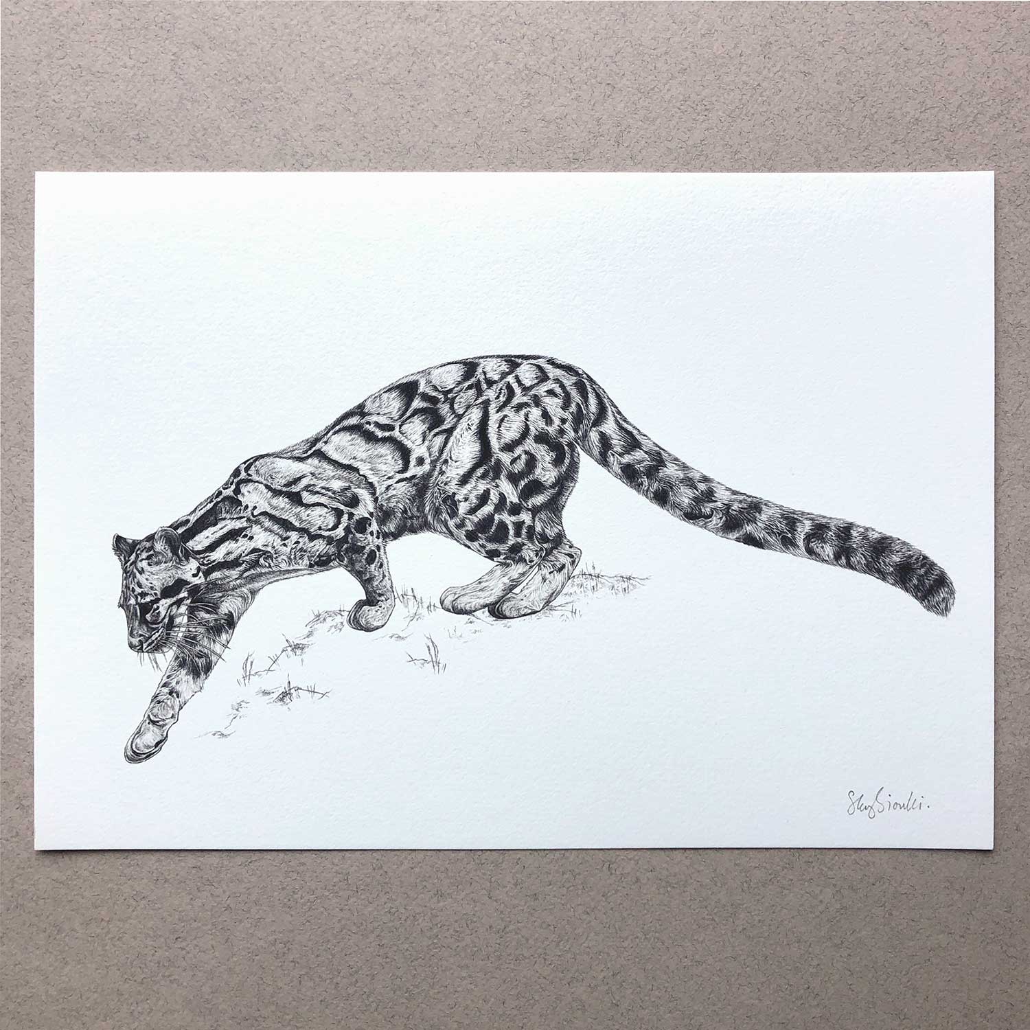 sky siouki Clouded Leopard A4 Art Print