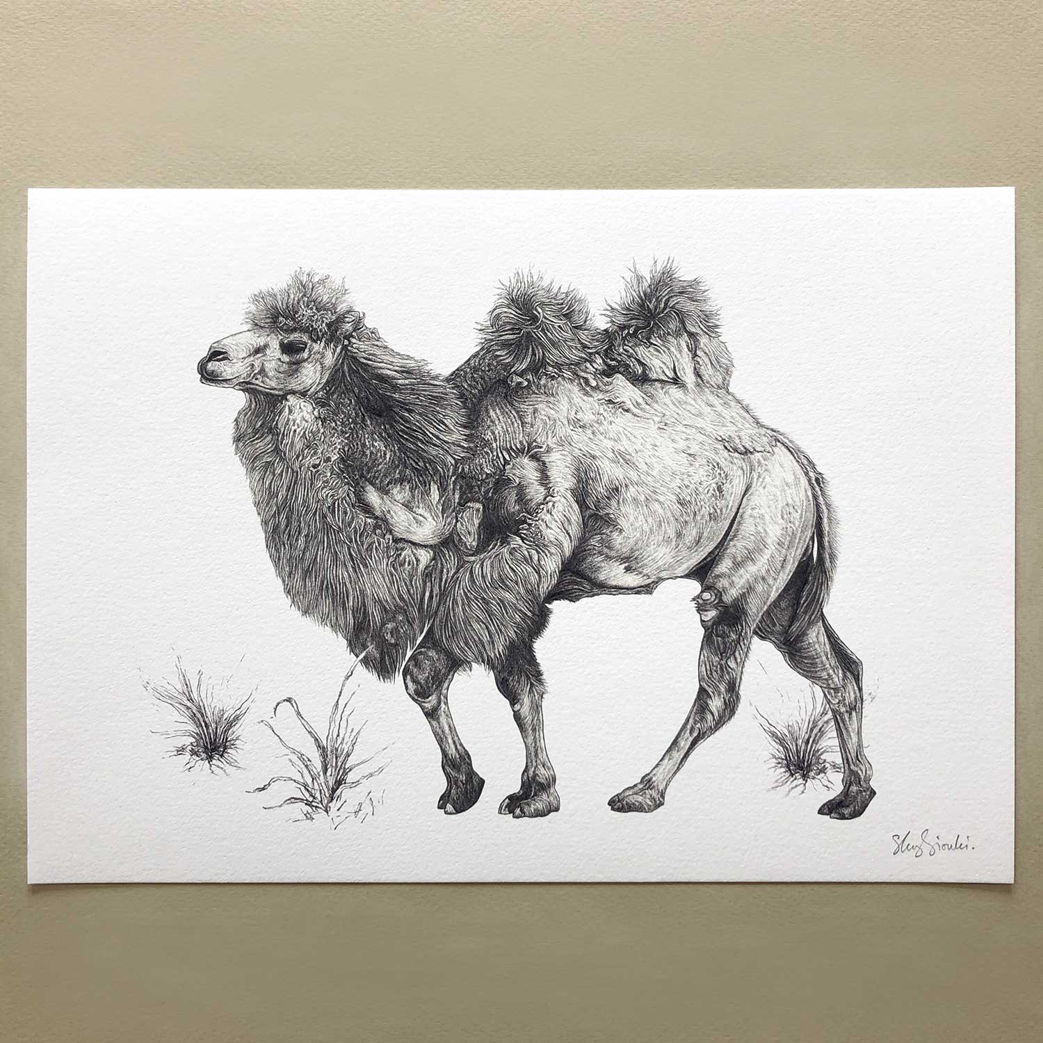 sky siouki Bactrian Camel A4 Art Print