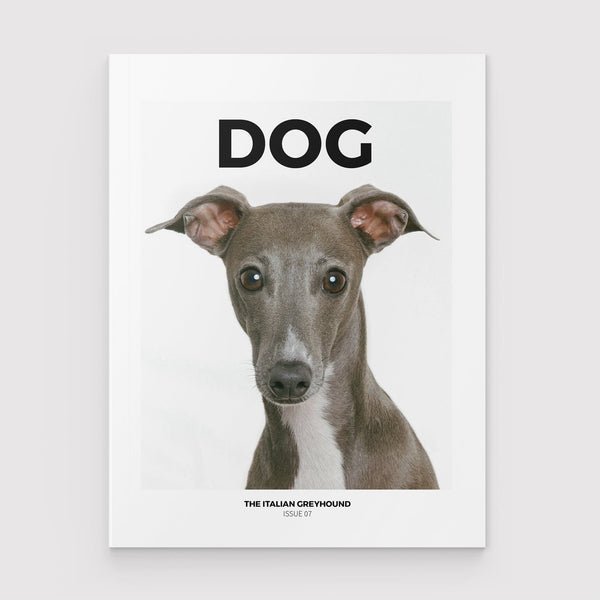 Dog Mag The Italian Greyhound Magezine