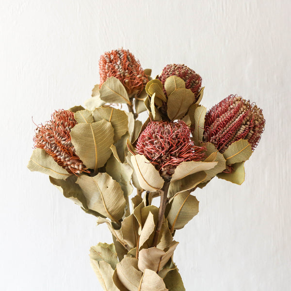 Berylune Dried Flowers Banksia Coccinea - Natural