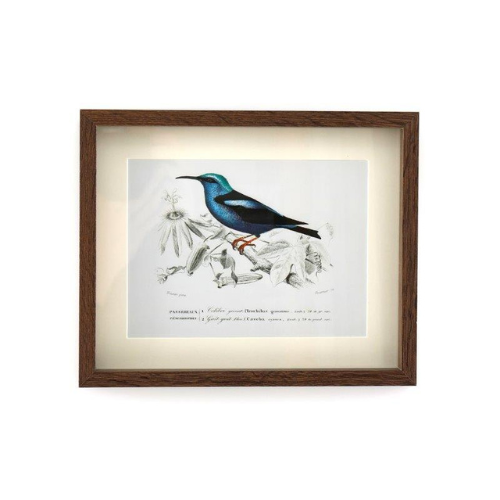 Temerity Jones  Birds Of Paradise Framed Art Print : A