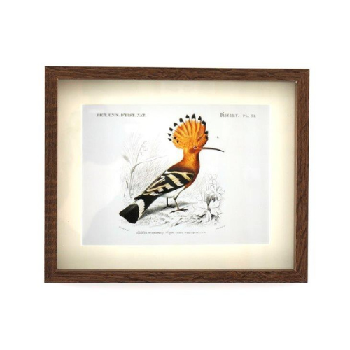 Temerity Jones Birds Of Paradise Framed Art Print : D