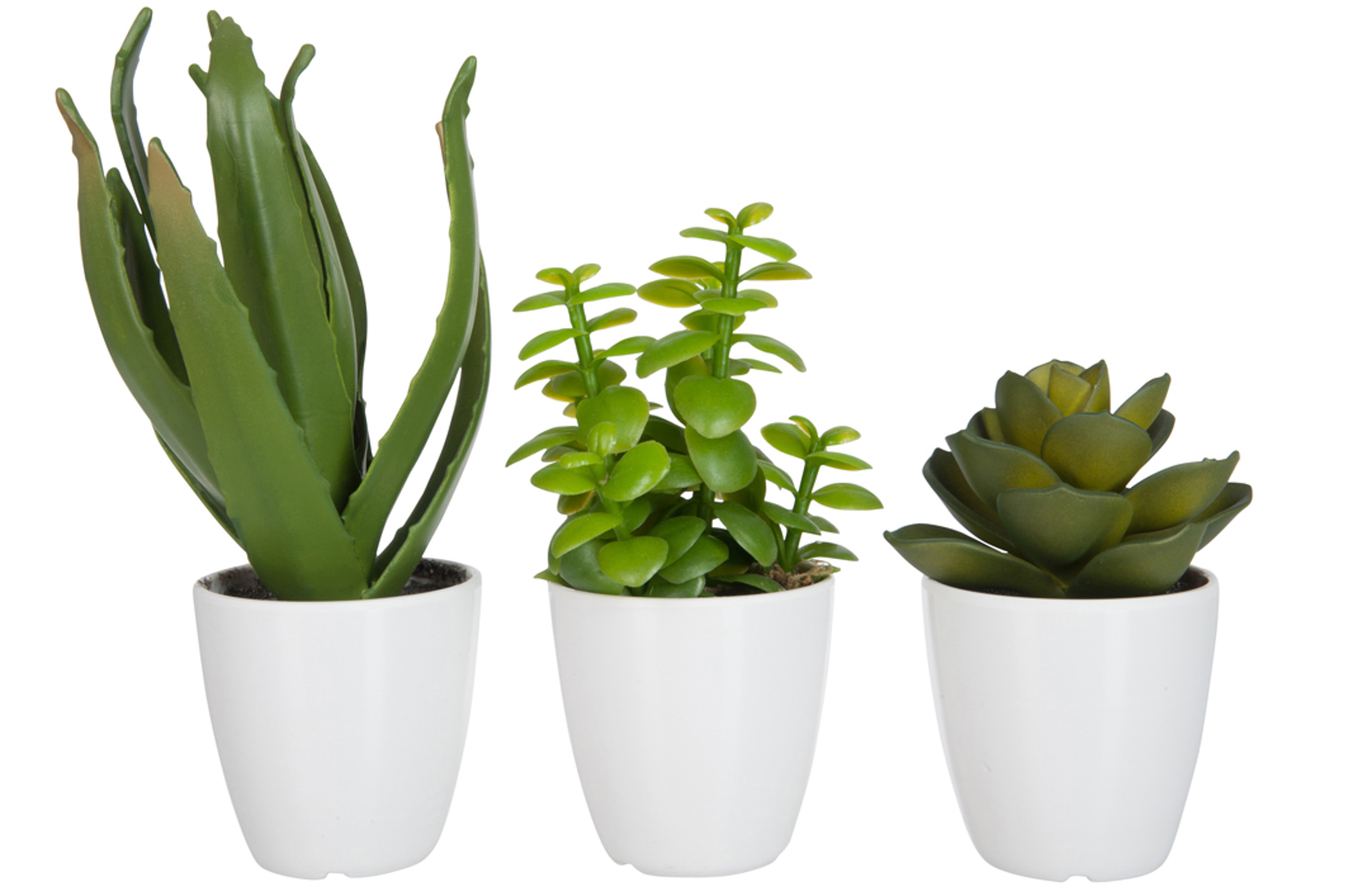 Jolipa Succulent Plant/Aloe Vera/Lotus + Small White Pot 