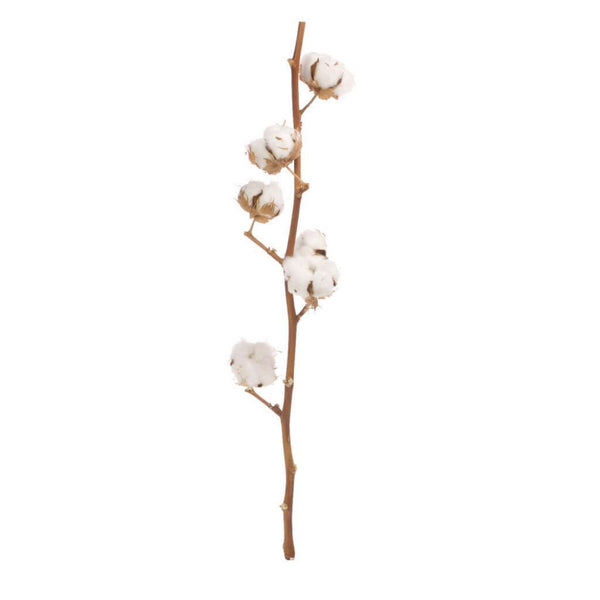 Dried Flowers Cotton Head Stem