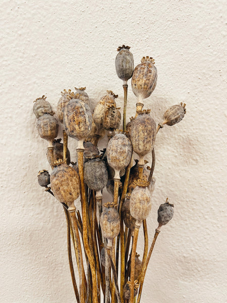 Dried Flowers Papaver Natural Dried Flowers