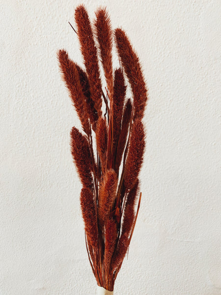 Dried Flowers Setaria Red Dried Flowers