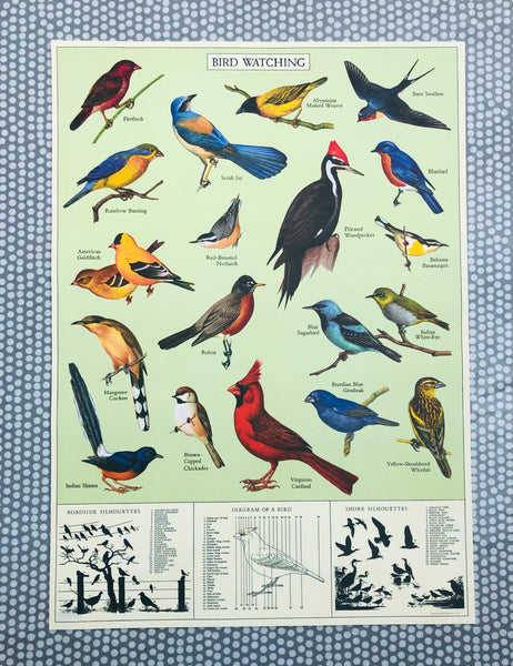 Cavallini & Co Study Of Birds Poster