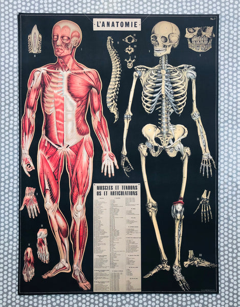 Cavallini & Co L’anatomie Poster