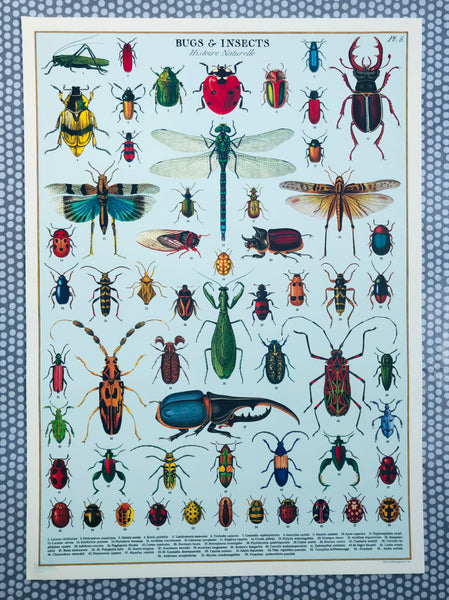 Cavallini & Co Bugs And Insects Poster