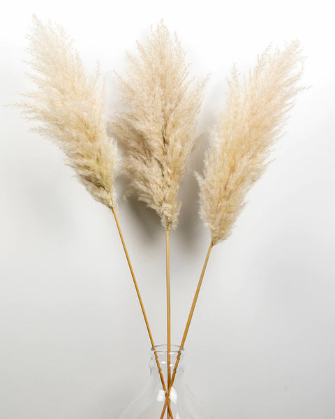 Pampas Grass Stem- Cream