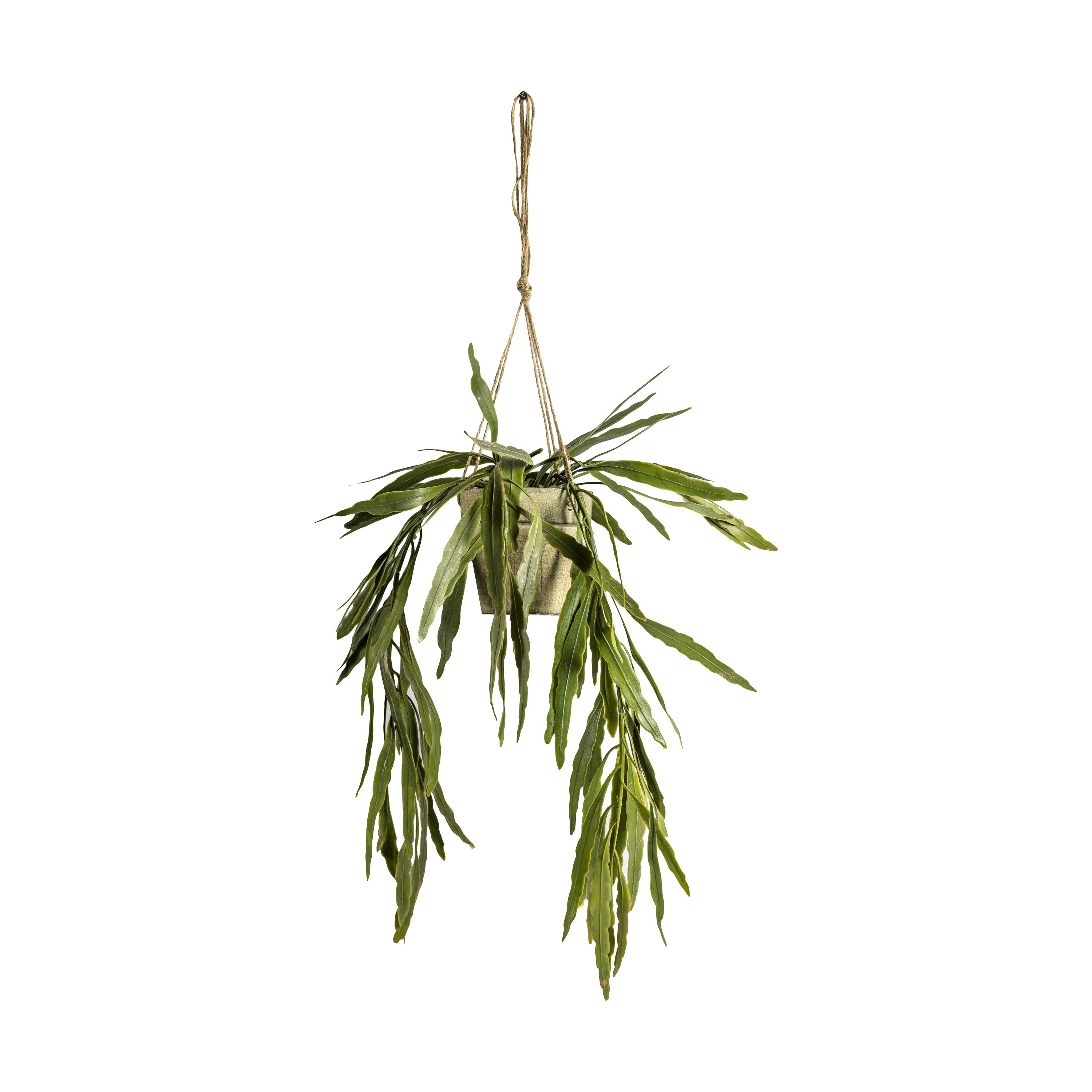 Grace and Grey Hanging Rhipsalis with Rustic Pot