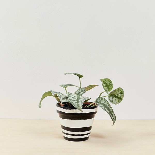 Ernest Plant Pot