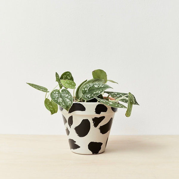 Agnes Plant Pot