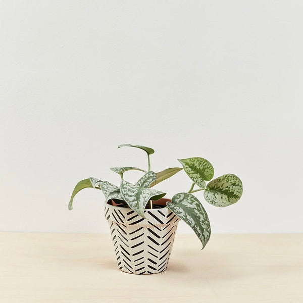 Edith Plant Pot