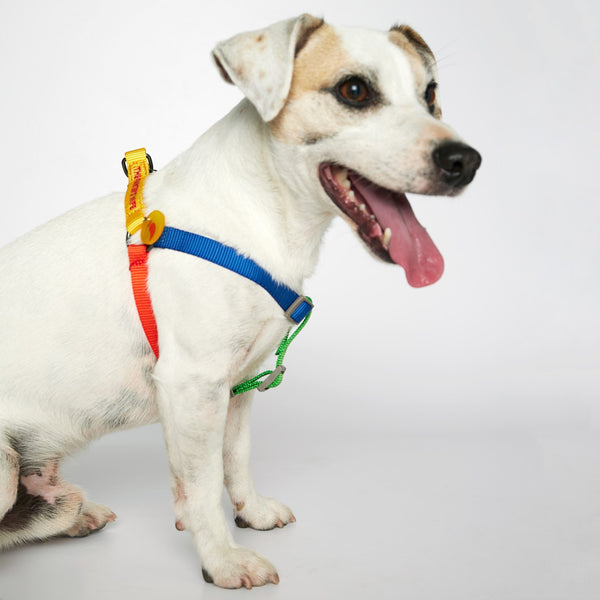The Painter's Wife Large Multicolour Sonia Dog Harness