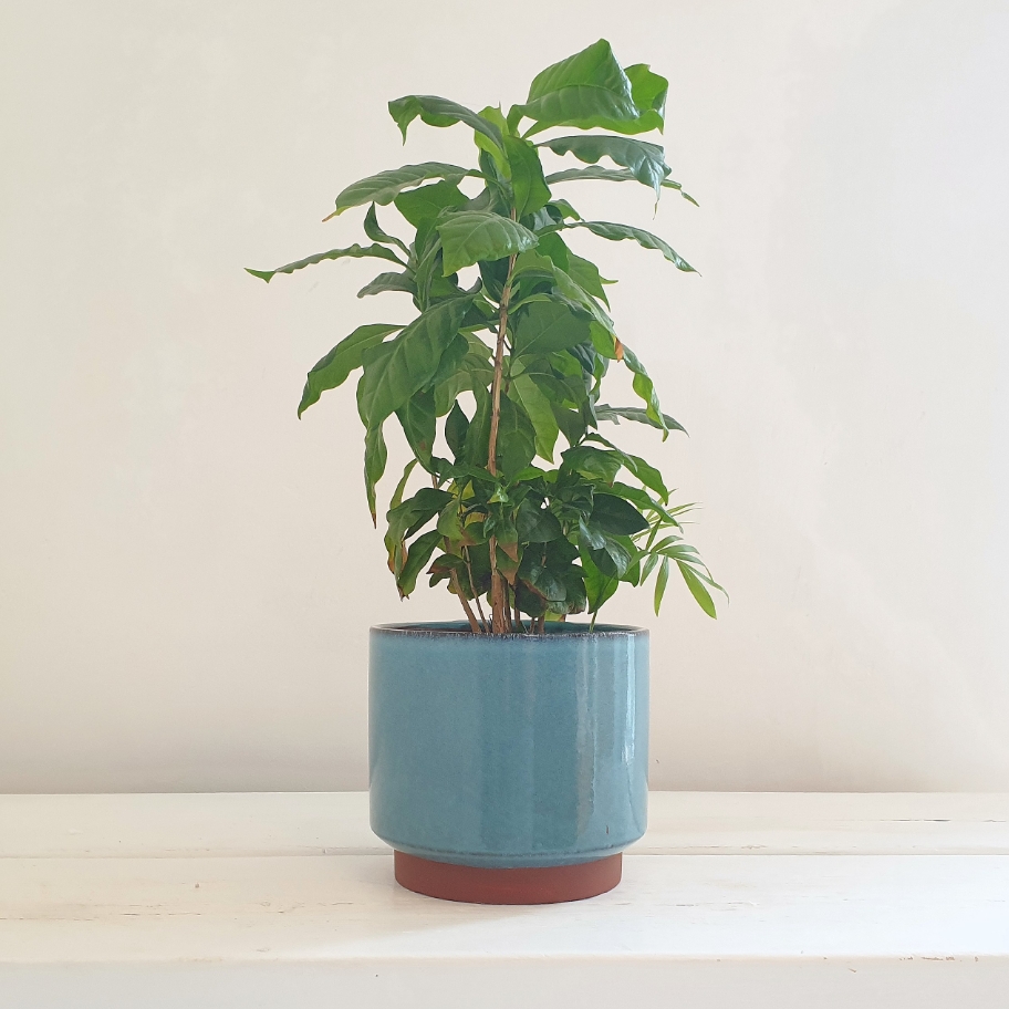 Malibu Blue Plant Pot Med
