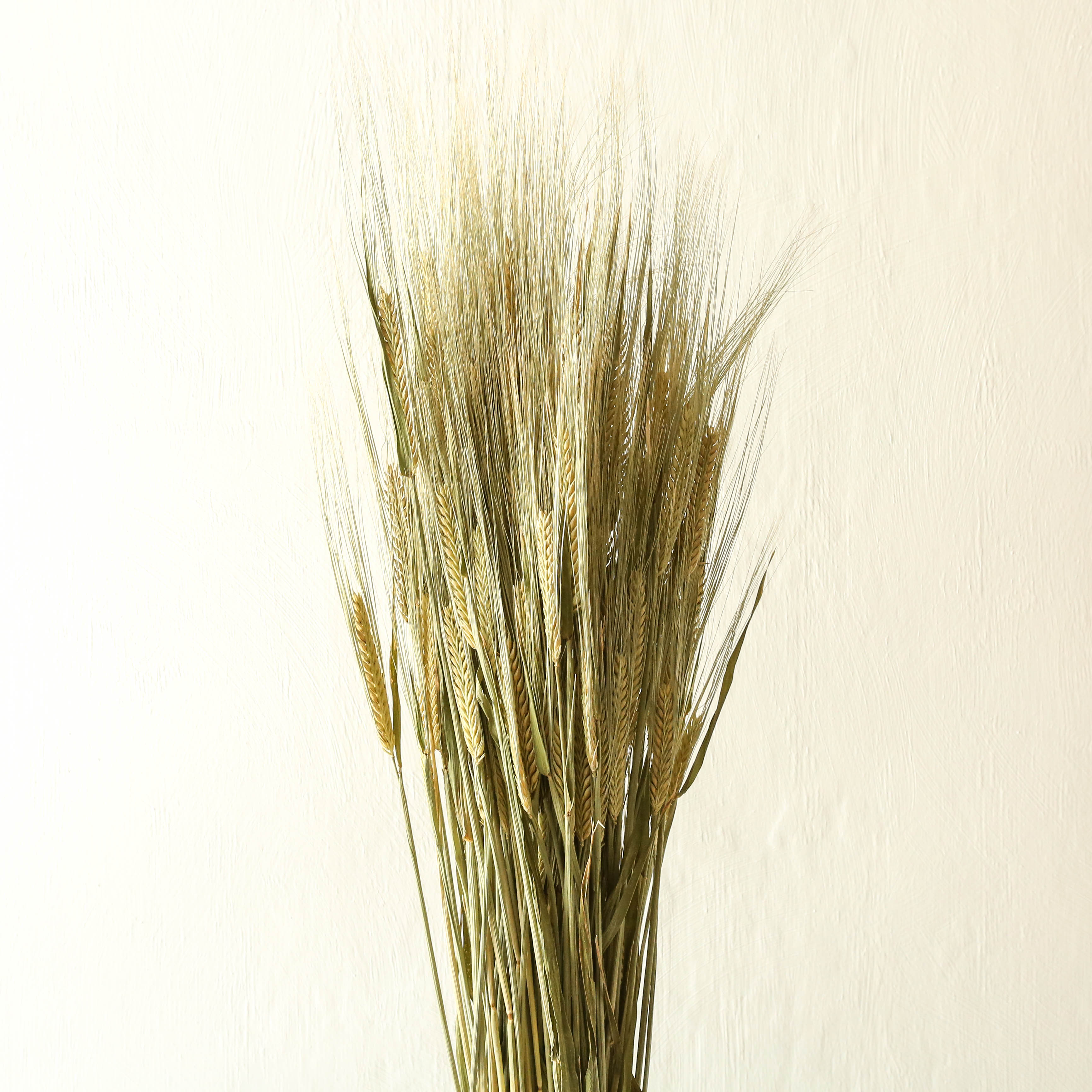 Berylune Dried Flowers Bunch Of Dried Barley Natural Green