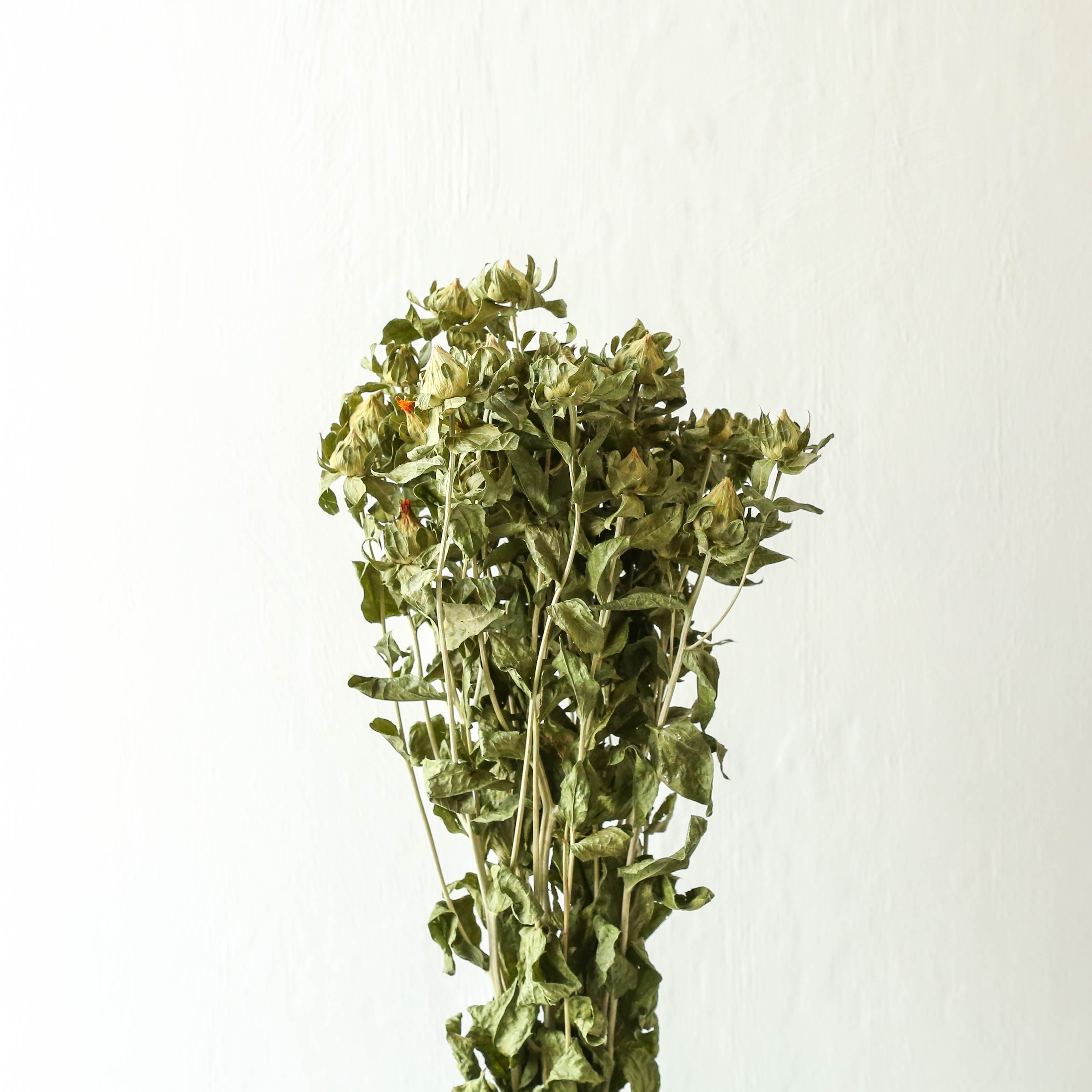 Bunch Of Dried Carthamus Natural Green