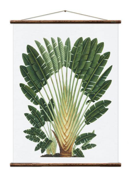 Erstwhile Wall Hanging Traveller's Palm
