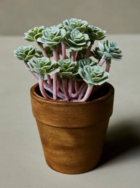 Faux Mini Crassula In Pot