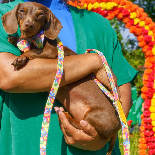 Over The Rainbow Classic Dog Lead