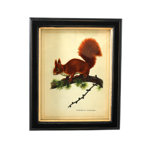 Temerity Jones Squirrel Vintage Framed Art Print
