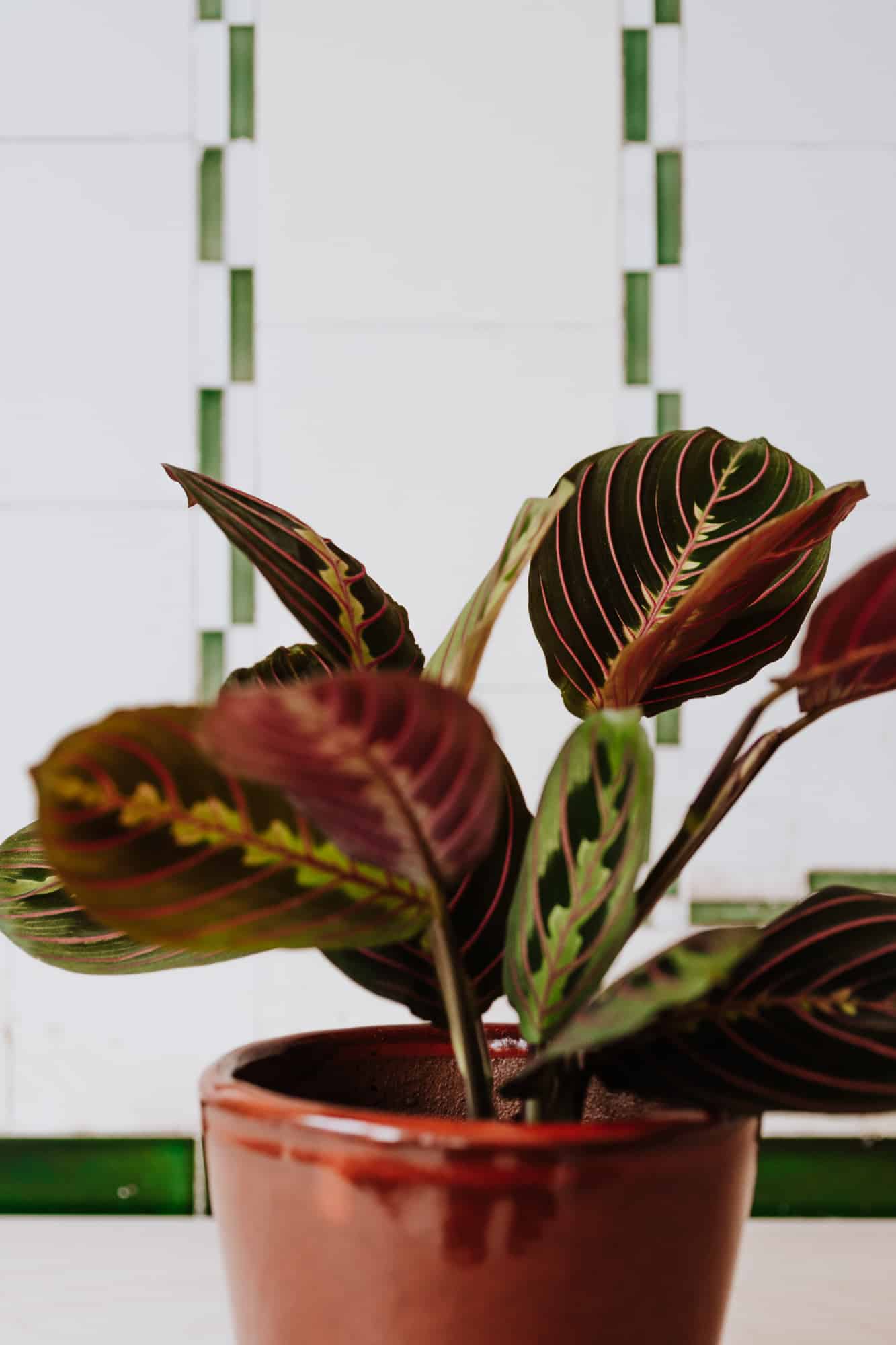 Maranta Prayer Plant