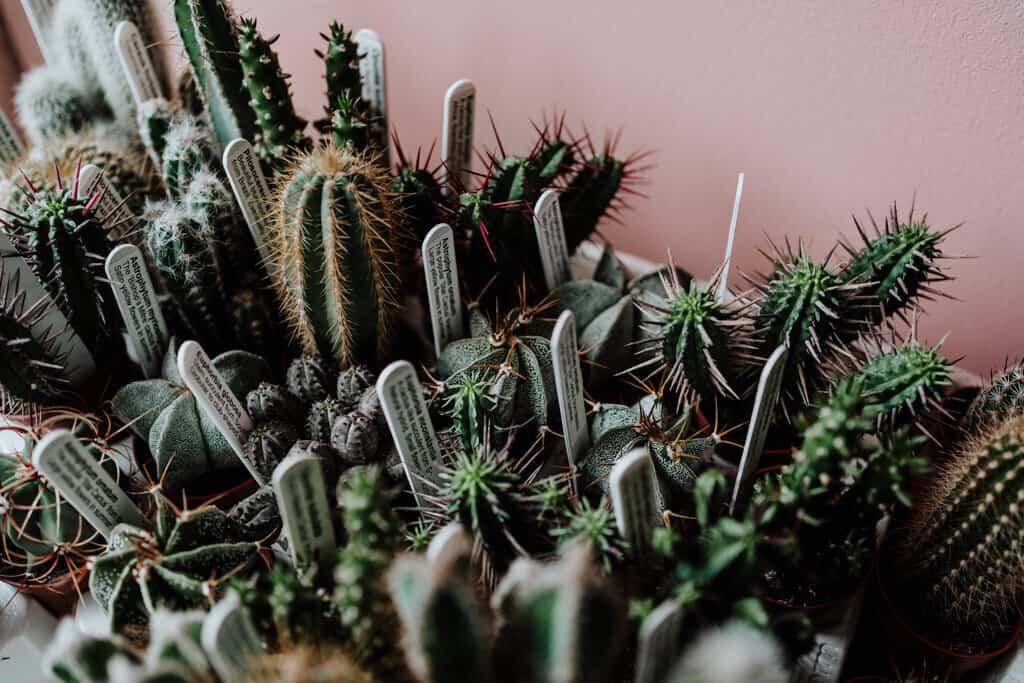 Mini Cacti Duo