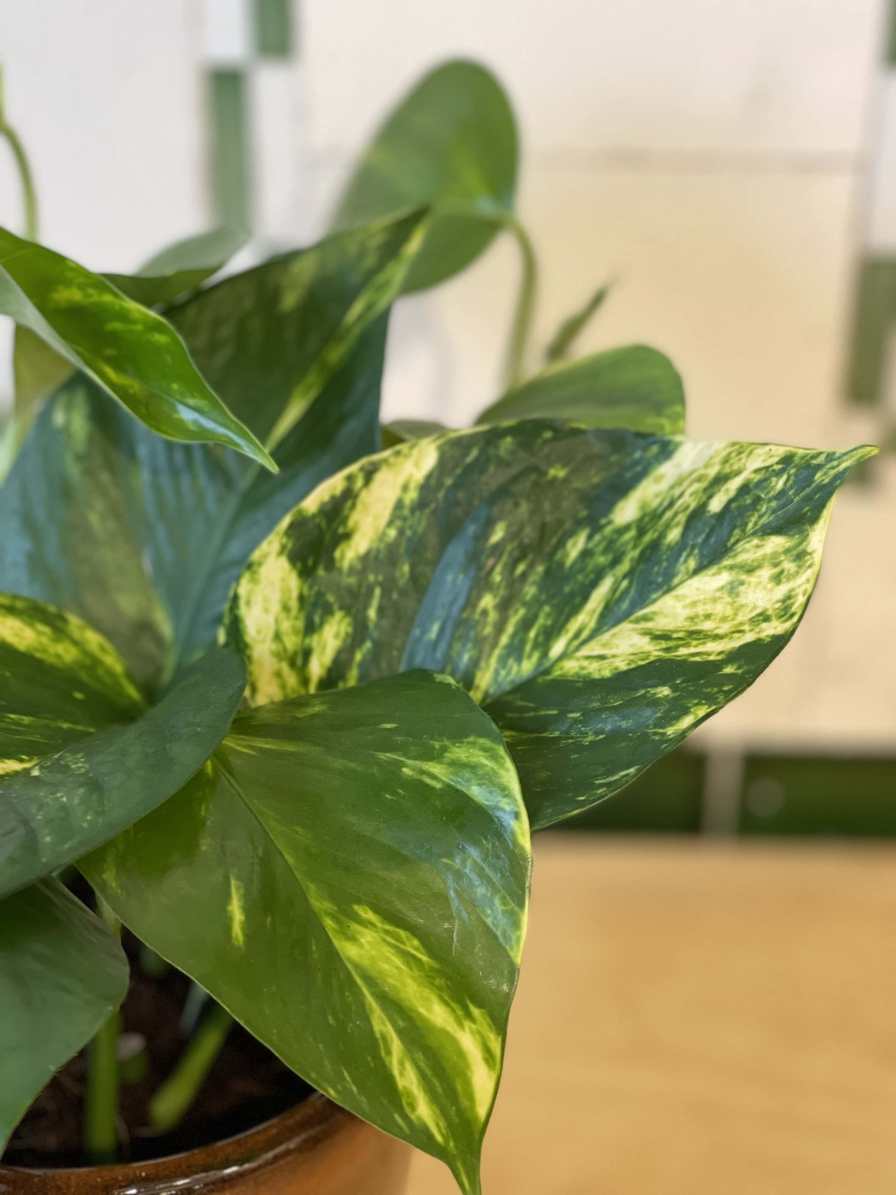 Golden Pothos Standard