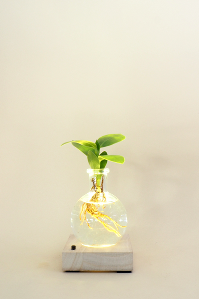 Plant lamp Clusia