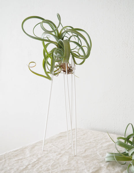 Air Plant Tabletower Large