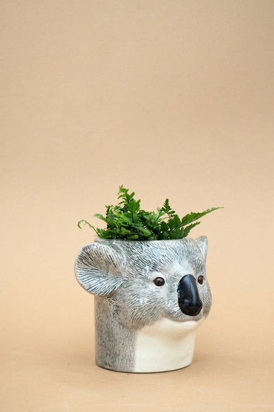 - Koala