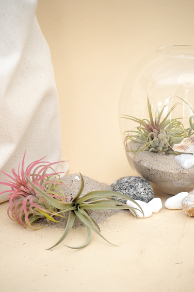 Air Plant Kit